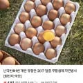 계란 유정란 20구