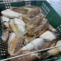 국산 자연산 갑오징어 2kg