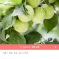 햇 청매실 10kg 대  (23,930원/무료)