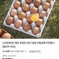 난각번호1번 계란 유정란 20구 달걀 무항생제 (8,810원/멤버십무료)