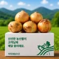 햇 양파 5kg