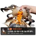 제철 활 암꽃게 1kg (18,920원/무료)