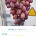 크림슨 적포도 총 4kg