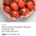 당일수확 스테비아 토마토 방울토마토 500g 4팩 외 다양