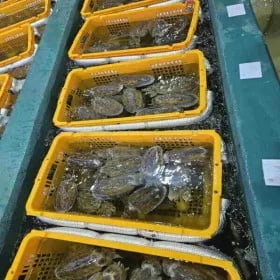 국내산 갑오징어 1kg (15,900원/무료)