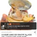 남해안 문어 왕바지락 1kg 40미 내외 (8,960원/무배)