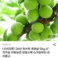 26년 첫수확 청매실 외 다양 5kg 산지직송