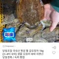 당일조업 국내산 활 갑오징어 외 다양 1kg (2~4미)