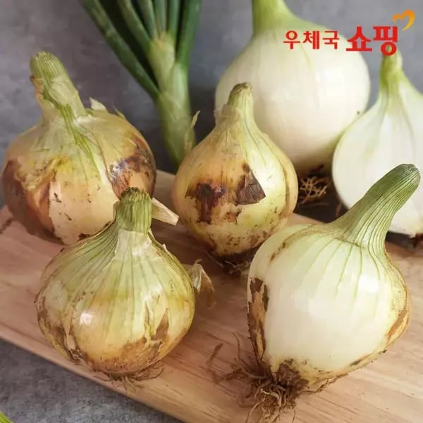 무안 황토밭 햇양파 5kg 중상혼합 외 다양