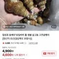포항 활 살고동 고추골뱅이 소 1kg 외 다양