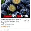 국내산 명품 생 블루베리 (산지직송) 외 다양, 400g