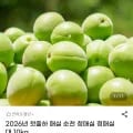 2026년 첫출하 매실 순천 청매실 대 10kg (27,900원/무배)