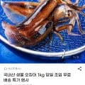 국내산 생물 오징어 외 다양 1kg 당일 조업