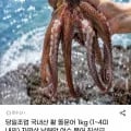 국내산 활 돌문어 1kg (1~4미) 외 다양, 총 24,800원/개