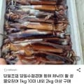 동해 채낚이 활 생물오징어 외 다양 1kg 4-8미