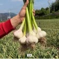 의성 대서종 햇마늘 통마늘 소~중 1kg 외 다양 10개