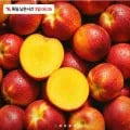신선복숭아 로얄 외 다양 1.5kg 16,900원