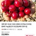 국내산 고당도 생체리 1kg (22,900원/무료)