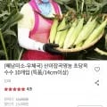 초당옥수수 특품 10개입