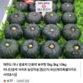 제주 보우짱 미니밤호박 특상 로얄과 2kg