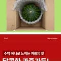 하우스 꿀 수박 7-8kg