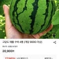 고당도 애플 수박 4통 (개당 900g 이상)