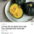 제주 미니밤호박 10kg