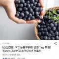 국내산 유기농 블루베리 생과 1kg 특품 (8,900원/무료)2