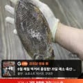 서해 갑오징어 생물 중대짜 1kg 2-4마리