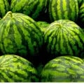 수박 가정용 8~9kg