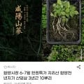 함양시장 지리산 함양천년지기 산양삼 3년근 0뿌리 1개