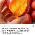 경북 의성 대석 햇자두 kg 35~50과 (9,570원/무배)1
