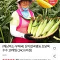 해남 초당옥수수 0개입 14cm이상 (12,900원/무료)1
