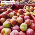 의성 대석자두 2kg (14,800원/무료배송)