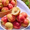 햇 신비복숭아 5kg (15,730원/무료)