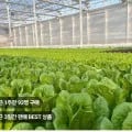유러피안 샐러드상추 1kg (5,900원/무료)