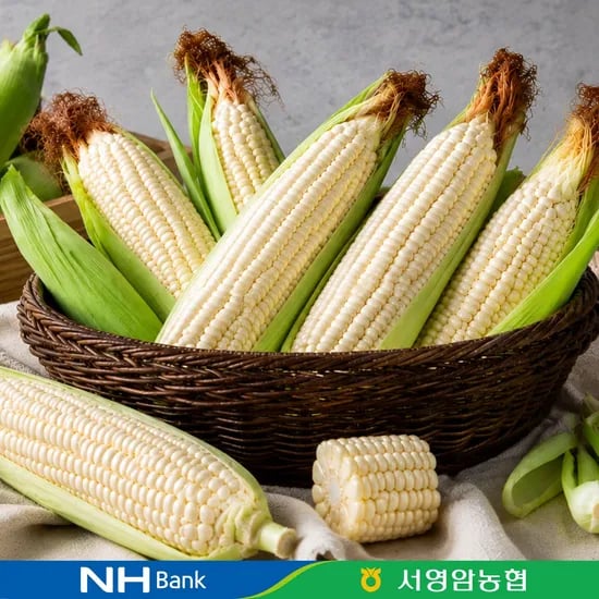 국내산 햇 찰옥수수 특품 15개입(12,960원/무료)