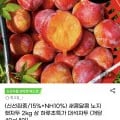 노지 햇자두 대석자두 2kg 상 (개당 40g내외) (11,980원/무료)