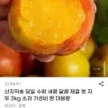 산지직송 당일수확 제철 햇 자두 3kg 소과 (14,370원/무료)