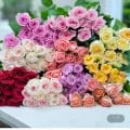 장미 20송이 생화 (0,970원/무료)1