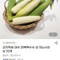 여수 미백옥수수 15cm 이상 10개