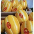 성주참외 가정용 9kg