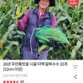 2026 무안황토밭 찰옥수수 10개 (12cm 이상)