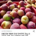 의성 대석자두 2kg 6월22일 첫출하 1박스