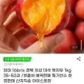 햇자두 1kg 35~50과