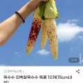미백 찰 옥수수 특품 10개 15cm 내외 2