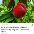 제철 신비복숭아 1kg 중소과