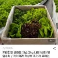 유러피안 샐러드 채소 2kg 6종