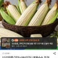 찰옥수수 15개입 14cm 이상