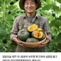 보우짱 못난이 단호박 4.5kg